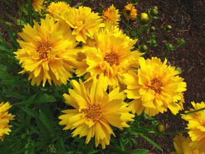 Coreopsis grandiflor